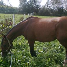 Hollandsk Sportspony lotte