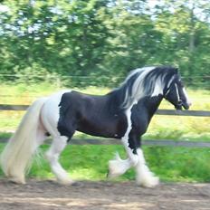 Irish Cob Django HINGST