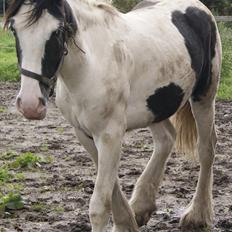 Irish Cob Gordon of Romany Vanner