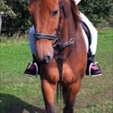 Anden særlig race Long John Junior. (solgt)..