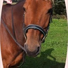 Anden særlig race Long John Junior. (solgt)..