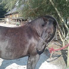 Anden særlig race Gabby