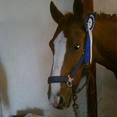 Anden særlig race Ravnsagergaards Torino