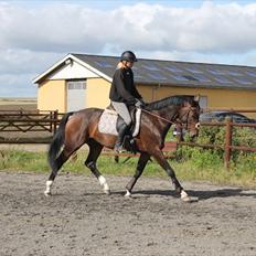 Anden særlig race Mr. Hot Chokolate Fudge