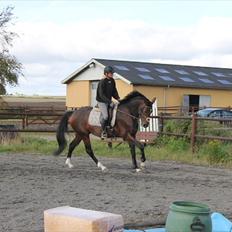 Anden særlig race Mr. Hot Chokolate Fudge