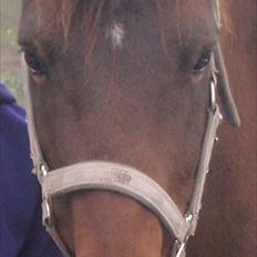 DSP Tværhøjgårds Athene ( mit et og alt )<3