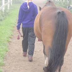 DSP Tværhøjgårds Athene ( mit et og alt )<3