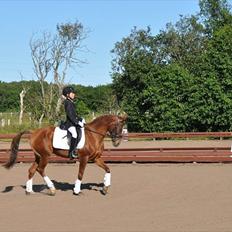 Hollandsk Sportspony jasmijn hoeves ginger  SOLGT