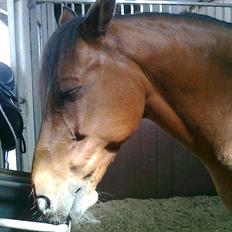 New Forest Marrondales Michelangelo