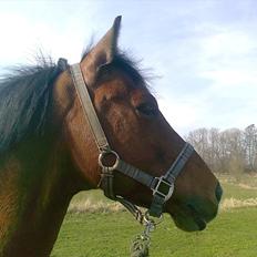 New Forest Marrondales Michelangelo