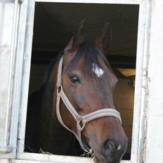 Anden særlig race Chili in action *Miss you boy*