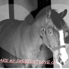 Anden særlig race Moblik