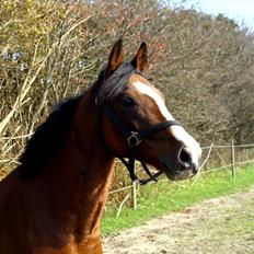 Anden særlig race Moblik