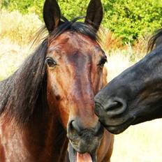 Oldenborg Kong Knud - Den bedste :*