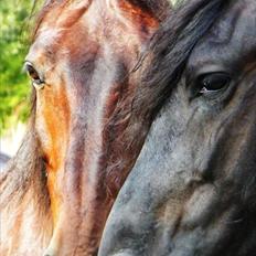 Oldenborg Kong Knud - Den bedste :*