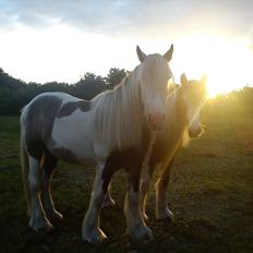 Irish Cob  Møgelgård´s Sparta