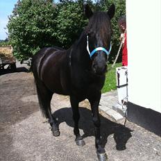 Anden særlig race Felix   R.I.P 3.10.2011