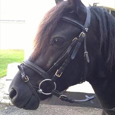 Anden særlig race Felix   R.I.P 3.10.2011