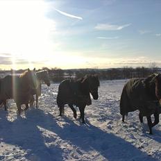 Anden særlig race Felix   R.I.P 3.10.2011