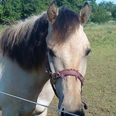 Anden særlig race Nasira vanilla Alvilda 