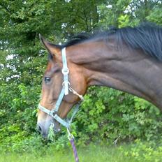 Dansk Varmblod Royal Straight Flush