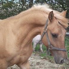 Anden særlig race Prins Brutus