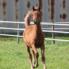 Arabisk fuldblod (OX) RM Al Marhaba SOLGT