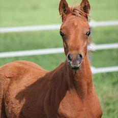 Arabisk fuldblod (OX) RM Al Marhaba SOLGT