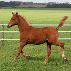 Arabisk fuldblod (OX) RM Al Marhaba SOLGT