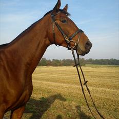 Dansk Varmblod Zundance Engel (Lille/Lillemand)