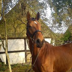 Dansk Varmblod Zundance Engel (Lille/Lillemand)