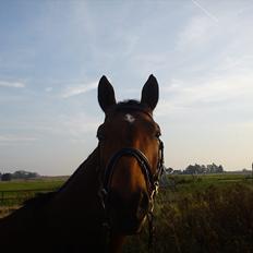 Dansk Varmblod Zundance Engel (Lille/Lillemand)