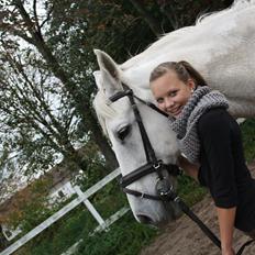 Trakehner Kaiser