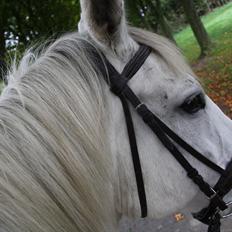 Trakehner Kaiser
