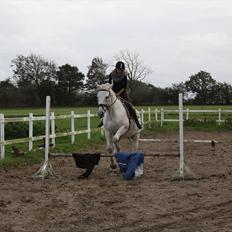 Trakehner Kaiser