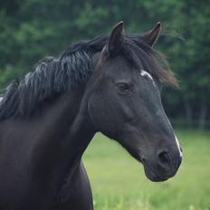 Anden særlig race Just Ebony 