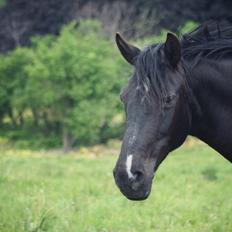 Anden særlig race Just Ebony 