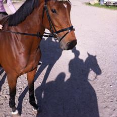 Tysk Oldenburger Total S 