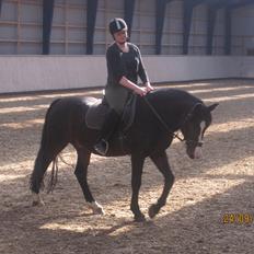 Anden særlig race Bruno (solgt)