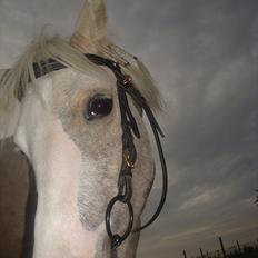 Anden særlig race Thorsvang´s Bella :-)