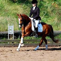 Anden særlig race Nørregårdens My Lady 