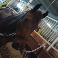 New Forest Nyskovens Antares