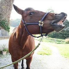 Anden særlig race Luna. Tidl hest solgt