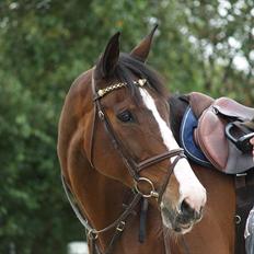 Dansk Varmblod Chamør