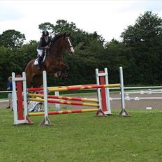 Dansk Varmblod Chamør