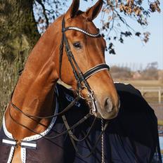 Dansk Varmblod Lundens Rusty - SOLGT :'(