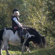 Shetlænder Ramus Klump