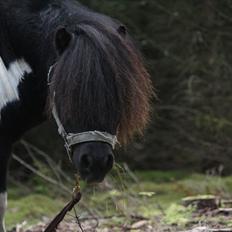 Shetlænder Ramus Klump