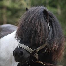 Shetlænder Ramus Klump