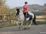 Irish Cob Django - Galop :) Oktober 2011